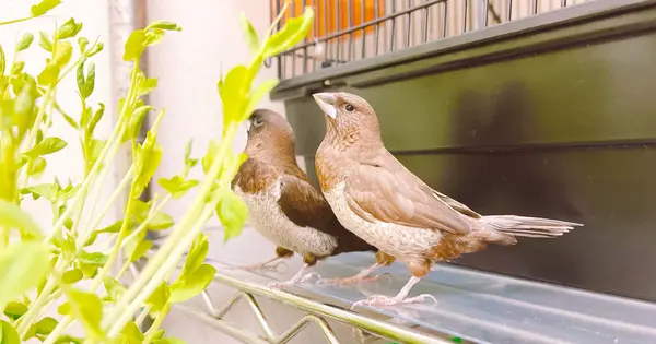 as-bird.jp の OGP 画像(縮小したコピー)
