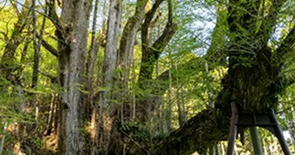 bigtrees.life の OGP 画像(縮小したコピー)