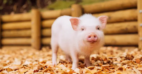 cafe.pignic.jp の OGP 画像（縮小したコピー）