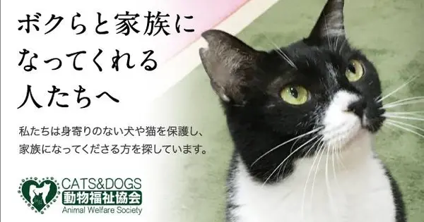 cats-and-dogs.cafe の OGP 画像(縮小したコピー)