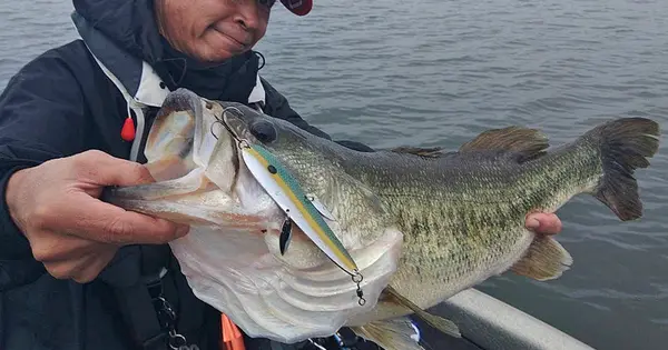 fishing-nest-blog.com の OGP 画像(縮小したコピー)