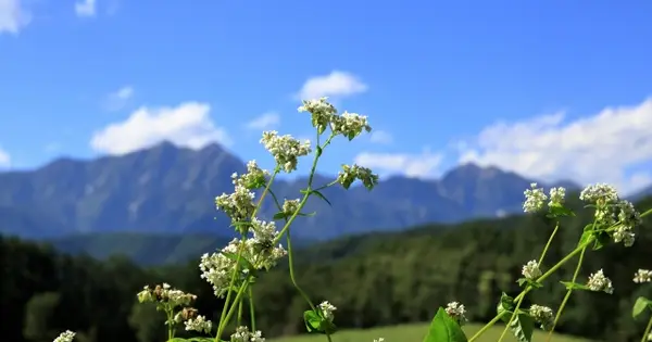 fj-shinshu.com の OGP 画像(縮小したコピー)