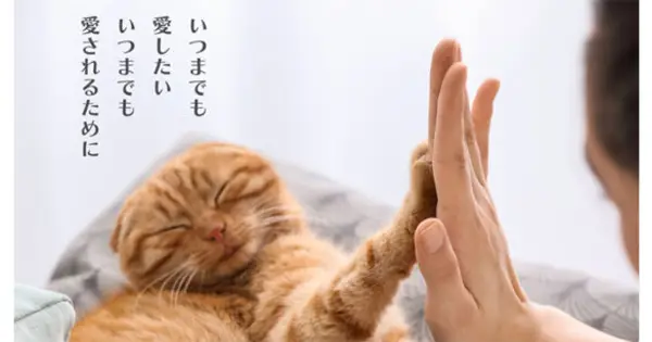 four-foods.com の OGP 画像（縮小したコピー）