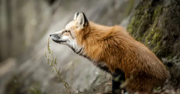 fox-info.net の OGP 画像(縮小したコピー)