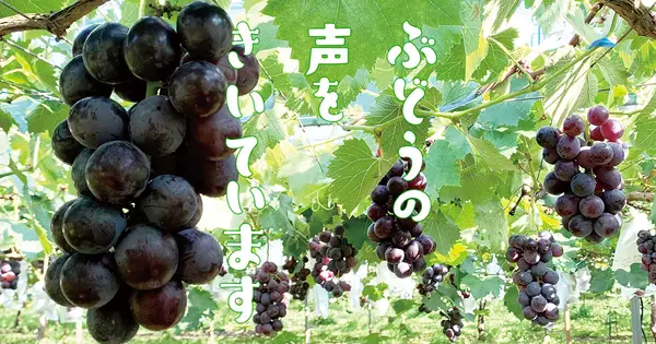 grapesvoice.com の OGP 画像(縮小したコピー)