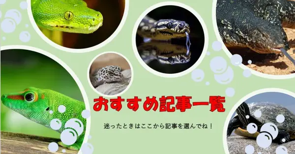 herp-about.com の OGP 画像(縮小したコピー)