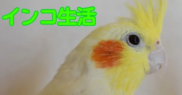 inko.exp.jp の OGP 画像(縮小したコピー)