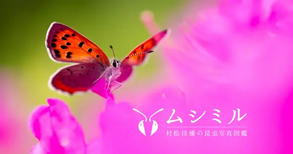 insect.design の OGP 画像（縮小したコピー）