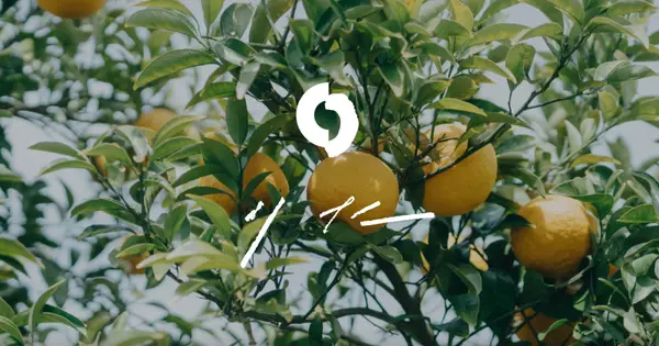 itoshima-olive.com の OGP 画像(縮小したコピー)