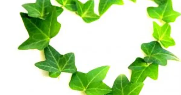 ivy428.com の OGP 画像(縮小したコピー)