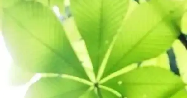 kumano-fan.com の OGP 画像(縮小したコピー)
