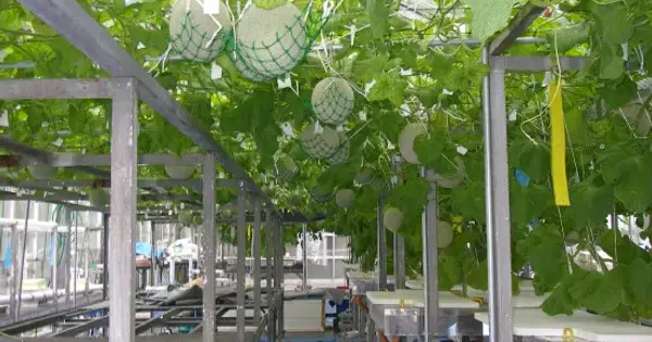 machida-melon.jp の OGP 画像（縮小したコピー）