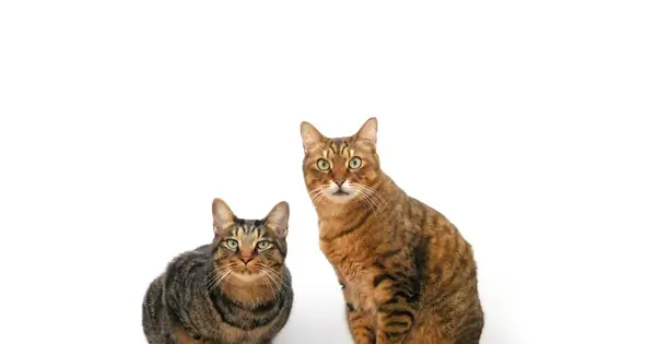nekoie.com の OGP 画像（縮小したコピー）