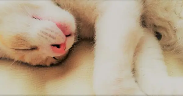 nemuricat.net の OGP 画像(縮小したコピー)