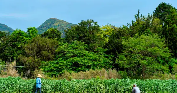 nihonbarefarm.com の OGP 画像(縮小したコピー)