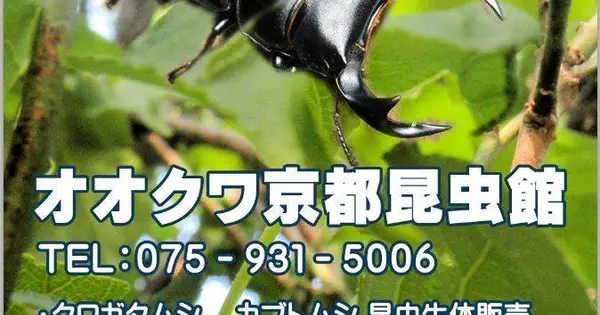 ookuwa-kyoto.com の OGP 画像(縮小したコピー)