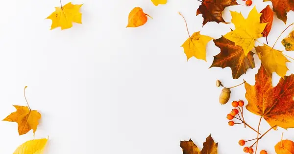 selfeeling.com の OGP 画像（縮小したコピー）