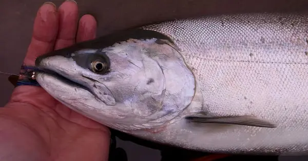 trouting.net の OGP 画像(縮小したコピー)