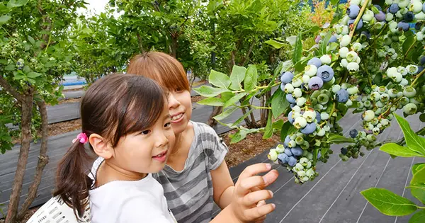 ukawa-blueberry.com の OGP 画像(縮小したコピー)