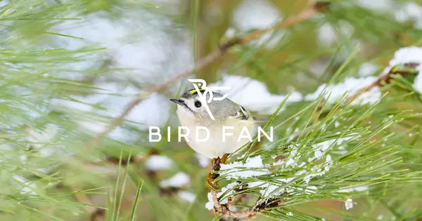 www.birdfan.net の OGP 画像(縮小したコピー)