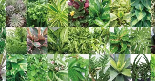 www.makimo-plant.com の OGP 画像(縮小したコピー)