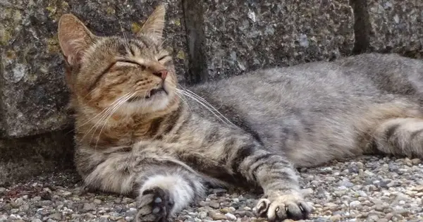 猫でもわかる有機化学.net の OGP 画像(縮小したコピー)