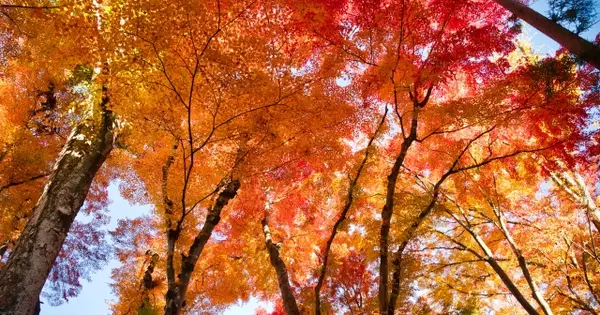 yamanashi-made.jp の OGP 画像(縮小したコピー)