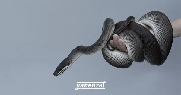 yaneurat.com の OGP 画像(縮小したコピー)