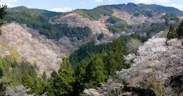 yoshinoyama-kankou.com の OGP 画像(縮小したコピー)