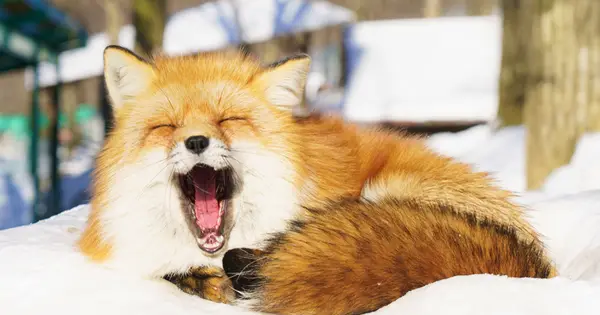zao-fox-village.com の OGP 画像（縮小したコピー）